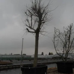 Witte Moerbei (Morus Alba) 27 Witte Moerbei (Morus Alba) -Goedkope Hof Zaais Winkel morus alba 40 50 1