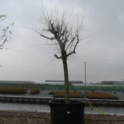 Witte Moerbei (Morus Alba) 29 Witte Moerbei (Morus Alba) -Goedkope Hof Zaais Winkel morus alba 40 50 2