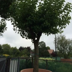 Witte Moerbei (Morus Alba) 31 Witte Moerbei (Morus Alba) -Goedkope Hof Zaais Winkel morus alba 62 63