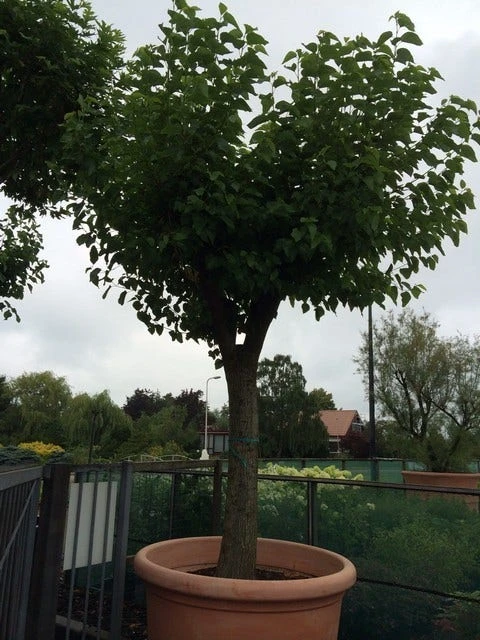 Witte Moerbei (Morus Alba) 12 Witte Moerbei (Morus Alba) - Afbeelding 12