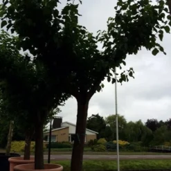 Witte Moerbei (Morus Alba) 30 Witte Moerbei (Morus Alba) -Goedkope Hof Zaais Winkel morus alba 62 cm