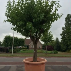 Witte Moerbei (Morus Alba) 32 Witte Moerbei (Morus Alba) -Goedkope Hof Zaais Winkel morus alba 68 69cm