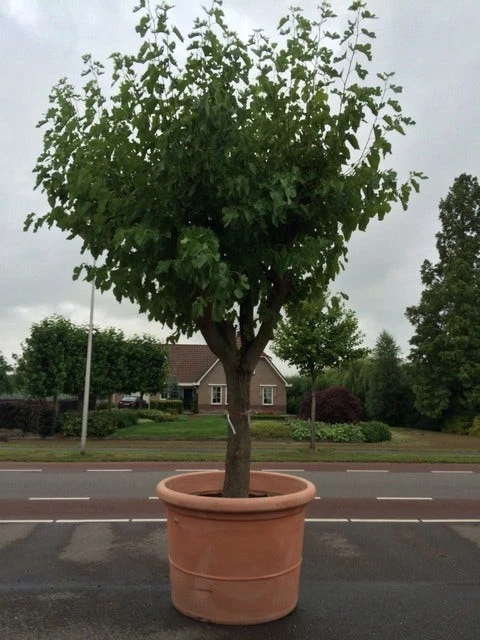 Witte Moerbei (Morus Alba) 13 Witte Moerbei (Morus Alba) - Afbeelding 13