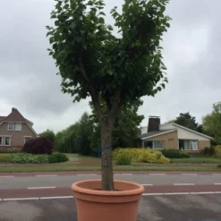 Witte Moerbei (Morus Alba) 33 Witte Moerbei (Morus Alba) -Goedkope Hof Zaais Winkel morus alba 68cm
