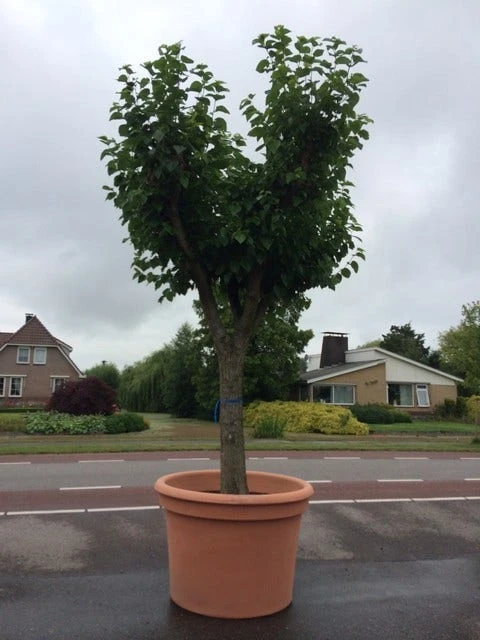 Witte Moerbei (Morus Alba) 14 Witte Moerbei (Morus Alba) - Afbeelding 14