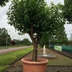 Witte Moerbei (Morus Alba) 35 Witte Moerbei (Morus Alba) -Goedkope Hof Zaais Winkel morus alba 75cm