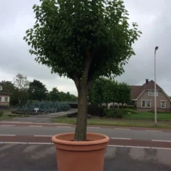 Witte Moerbei (Morus Alba) 34 Witte Moerbei (Morus Alba) -Goedkope Hof Zaais Winkel morus alba 78cm