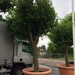 Witte Moerbei (Morus Alba) 36 Witte Moerbei (Morus Alba) -Goedkope Hof Zaais Winkel morus alba 80cm