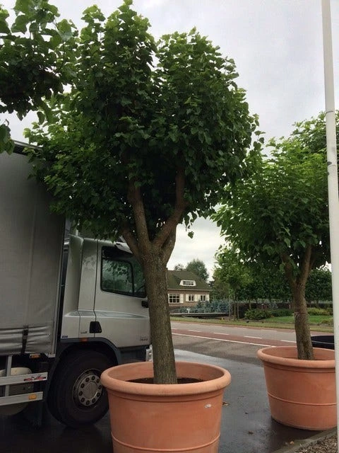 Witte Moerbei (Morus Alba) 17 Witte Moerbei (Morus Alba) - Afbeelding 17