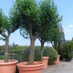 Witte Moerbei (Morus Alba) 37 Witte Moerbei (Morus Alba) -Goedkope Hof Zaais Winkel morus alba en nigra oude solitaire knotvorm