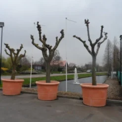 Witte Moerbei (Morus Alba) 38 Witte Moerbei (Morus Alba) -Goedkope Hof Zaais Winkel morus alba knotvorm solitair 1