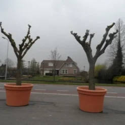Witte Moerbei (Morus Alba) 39 Witte Moerbei (Morus Alba) -Goedkope Hof Zaais Winkel morus alba knotvorm solitair 2