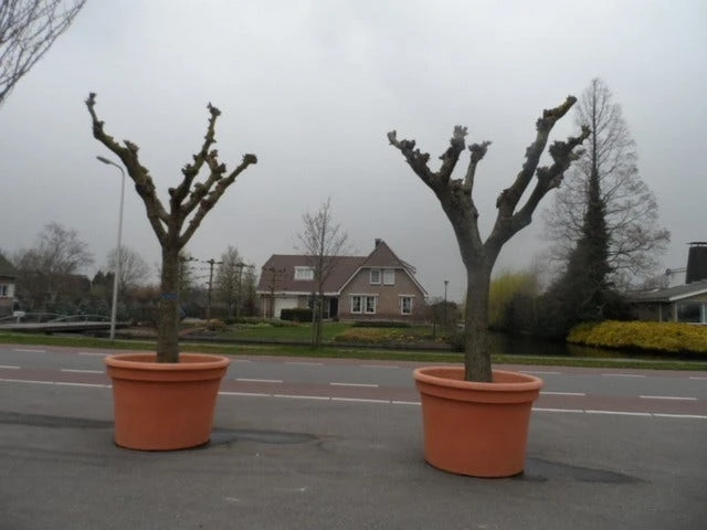 Witte Moerbei (Morus Alba) 20 Witte Moerbei (Morus Alba) - Afbeelding 20