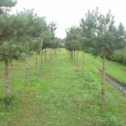 Grove Den (Pinus Sylvestris) 7 Grove Den (Pinus Sylvestris) -Goedkope Hof Zaais Winkel pinus sylvestris 5 opstam 1
