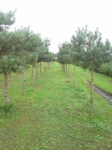 Grove Den (Pinus Sylvestris) 2 Grove Den (Pinus Sylvestris) - Afbeelding 2