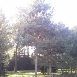 Grove Den (Pinus Sylvestris) 9 Grove Den (Pinus Sylvestris) -Goedkope Hof Zaais Winkel pinus sylvestris 60 70 1 1