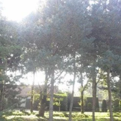 Grove Den (Pinus Sylvestris) 8 Grove Den (Pinus Sylvestris) -Goedkope Hof Zaais Winkel pinus sylvestris 60 70 2