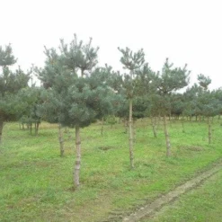 Grove Den (Pinus Sylvestris) 10 Grove Den (Pinus Sylvestris) -Goedkope Hof Zaais Winkel pinus sylvestris opstam 1