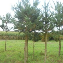 Grove Den (Pinus Sylvestris) 11 Grove Den (Pinus Sylvestris) -Goedkope Hof Zaais Winkel pinus sylvestris opstam 20 25 1