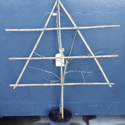 Lei-Pruim (Prunus Domestica 'Hauszwetsche') 5 Lei-Pruim (Prunus Domestica 'Hauszwetsche') -Goedkope Hof Zaais Winkel pruim lei 1 5