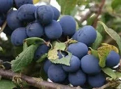 Lei-Pruim (Prunus Domestica 'Hauszwetsche') 4 Lei-Pruim (Prunus Domestica 'Hauszwetsche') -Goedkope Hof Zaais Winkel prunus hauszwetsche 1