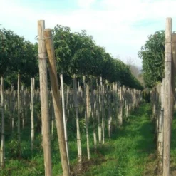 Portugese Laurier Als Boom (Prunus Lusitanica 'Angustifolia') -Goedkope Hof Zaais Winkel prunus lusitanica