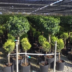 Portugese Laurier Op Stam (Prunus Lusitanica 'Angustifolia') -Goedkope Hof Zaais Winkel prunus lusitanica 80cm stam