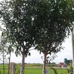 Portugese Laurier Als Boom (Prunus Lusitanica 'Angustifolia') -Goedkope Hof Zaais Winkel prunus lusitanica als boom01