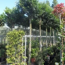 Portugese Laurier Als Boom (Prunus Lusitanica 'Angustifolia') -Goedkope Hof Zaais Winkel prunus lusitanica angustifolia 12 14ho