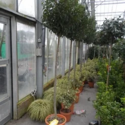 Portugese Laurier Als Boom (Prunus Lusitanica 'Angustifolia') -Goedkope Hof Zaais Winkel prunus lusitanica angustifolia 150stam c25