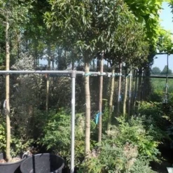 Portugese Laurier Als Boom (Prunus Lusitanica 'Angustifolia') -Goedkope Hof Zaais Winkel prunus lusitanica angustifolia 150stam c35