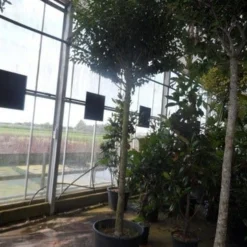 Portugese Laurier Als Boom (Prunus Lusitanica 'Angustifolia') -Goedkope Hof Zaais Winkel prunus lusitanica angustifolia 16 18ho c90