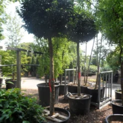 Portugese Laurier Als Boom (Prunus Lusitanica 'Angustifolia') -Goedkope Hof Zaais Winkel prunus lusitanica angustifolia 18 20 ho c130