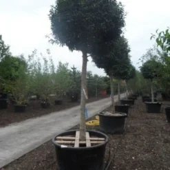 Portugese Laurier Als Boom (Prunus Lusitanica 'Angustifolia') -Goedkope Hof Zaais Winkel prunus lusitanica angustifolia 30 35ho c450