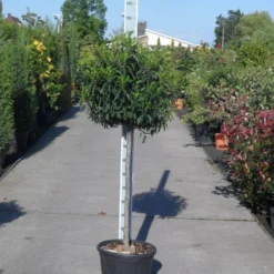 Portugese Laurier Op Stam (Prunus Lusitanica 'Angustifolia') -Goedkope Hof Zaais Winkel prunus lusitanica angustifolia halfstam c25
