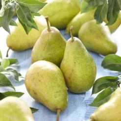 Lei-Peer (Pyrus Communis 'Bonne Louise D'Avranches')