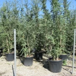 Kurkeik Meerstammig (Quercus Suber) -Goedkope Hof Zaais Winkel quercus suber meerstammig