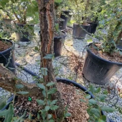 Kurkeik Meerstammig (Quercus Suber) -Goedkope Hof Zaais Winkel quercus suber meerstammig 1