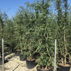 Kurkeik Meerstammig (Quercus Suber) -Goedkope Hof Zaais Winkel quercus suber meerstammig 250 300 cm