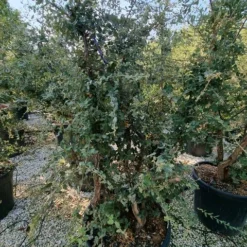 Kurkeik Meerstammig (Quercus Suber) -Goedkope Hof Zaais Winkel quercus suber meerstammig 2 1