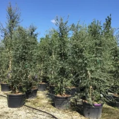 Kurkeik Meerstammig (Quercus Suber) -Goedkope Hof Zaais Winkel quercus suber meerstammig 300 350 cm