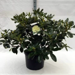 Rhododendron (Rhododendron 'Horizon Monarch') -Goedkope Hof Zaais Winkel r. horizon monarch c40