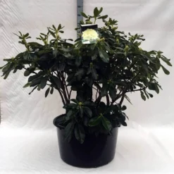 Rhododendron (Rhododendron 'Horizon Monarch') -Goedkope Hof Zaais Winkel r. horizon monarch c80