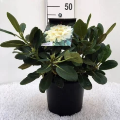 Rhododendron (Rhododendron 'Flava') 5 Rhododendron (Rhododendron 'Flava') -Goedkope Hof Zaais Winkel r. y flava c5