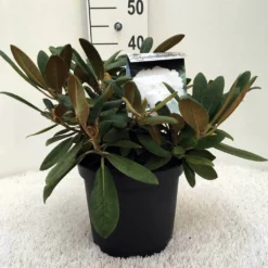 Dwergrhododendron (Rhododendron 'Porzellan') 14 Dwergrhododendron (Rhododendron 'Porzellan') -Goedkope Hof Zaais Winkel r. y porzelan c5