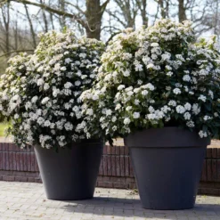 Groenblijvende Sneeuwbal (Viburnum Tinus 'Eve Price') 15 Groenblijvende Sneeuwbal (Viburnum Tinus 'Eve Price') -Goedkope Hof Zaais Winkel rera04753