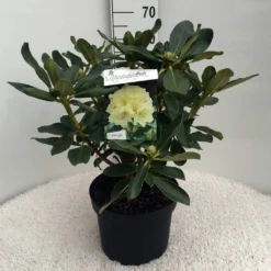 Rhododendron (Rhododendron 'Horizon Monarch') -Goedkope Hof Zaais Winkel rh. horizon monarch c10 50 cm