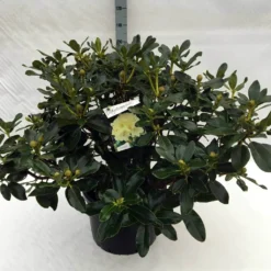 Rhododendron (Rhododendron 'Horizon Monarch') -Goedkope Hof Zaais Winkel rh. horizon monarch c40