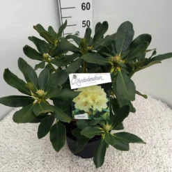 Rhododendron (Rhododendron 'Horizon Monarch') -Goedkope Hof Zaais Winkel rho. horizon monarch c10 50 cm