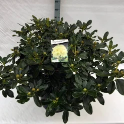 Rhododendron (Rhododendron 'Horizon Monarch') -Goedkope Hof Zaais Winkel rho. horizon monarch c40